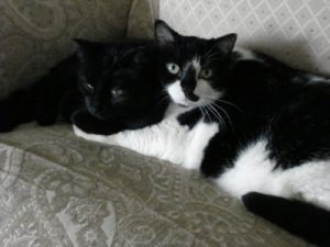 Barnum & Bailey - former resident of  Katie's Place Animal Shelter - BobBlahBlah.com