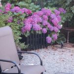 back garden hydrangea