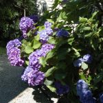 back garden hydrangea