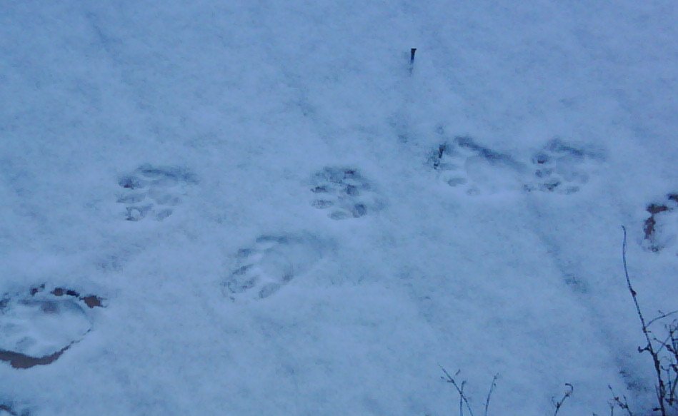 Making Tracks in Pitt Meadows - BobBlahBlah.com