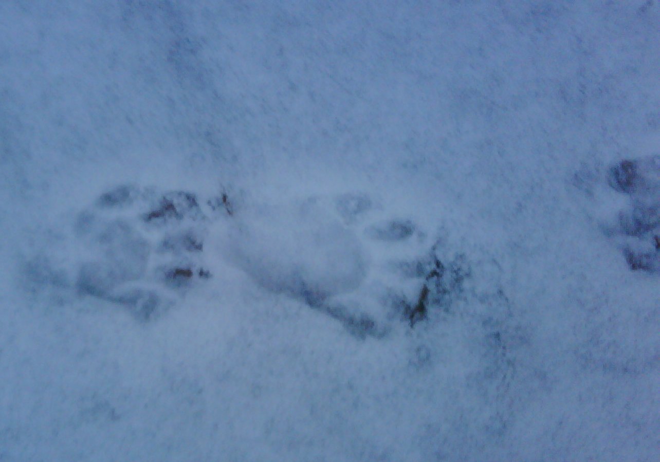 Making Tracks in Pitt Meadows - BobBlahBlah.com